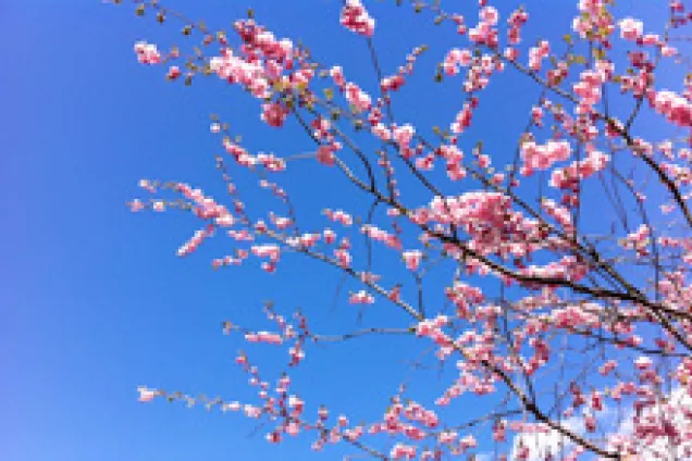 Cherry blossoms.