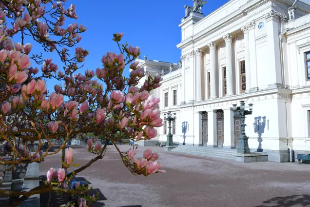 Magnolior utanför universitetsbyggnaden. Foto: C. Flyjer.